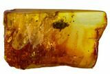Fossil Truebug (Heteroptera) In Baltic Amber #109430-1